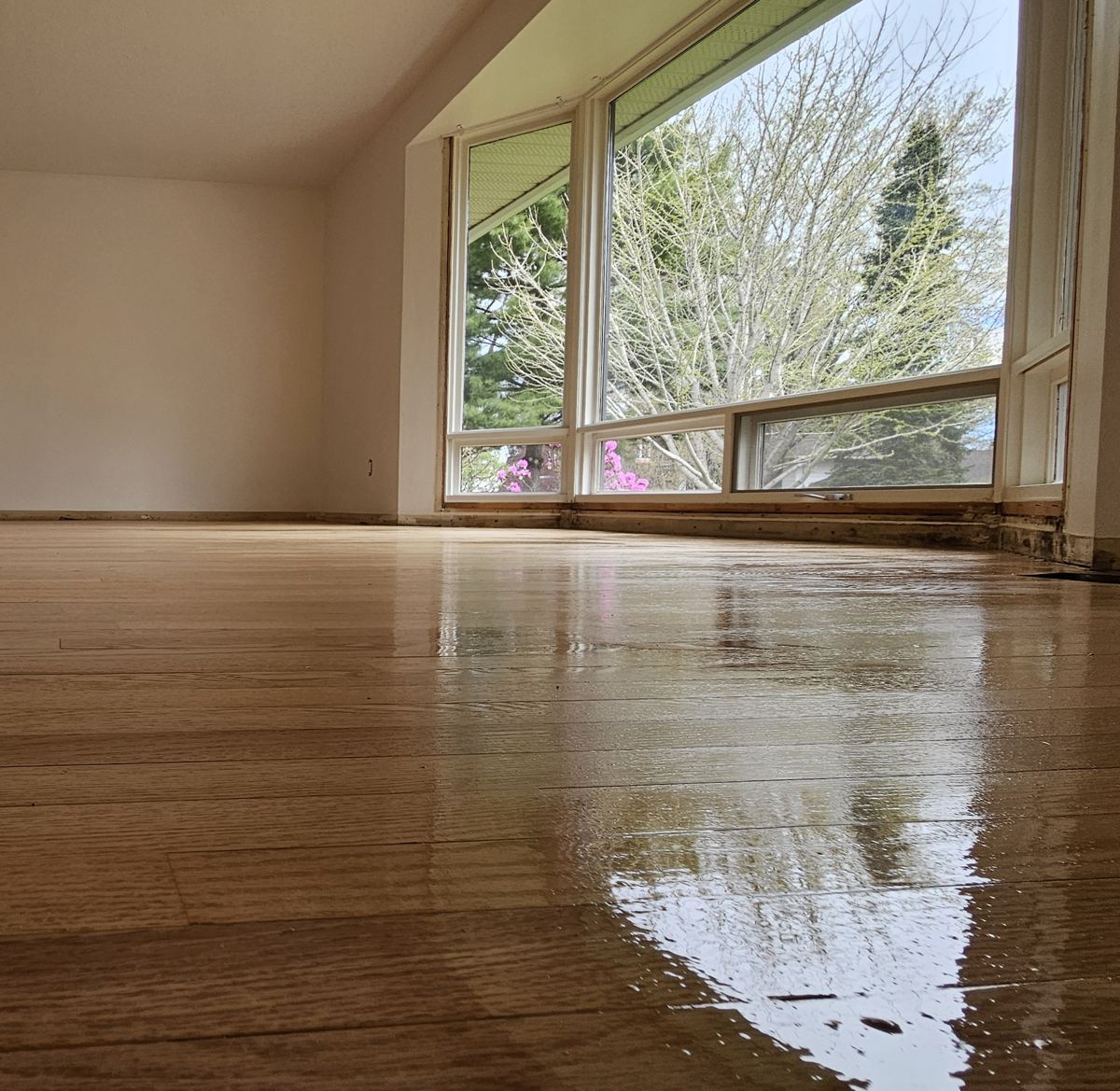 A saved hardwood floor after refinishing, glossy and reflecting the light from a wall of windows